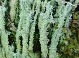 Attēlu rezultāti vaicājumam “Cladonia squamosa”