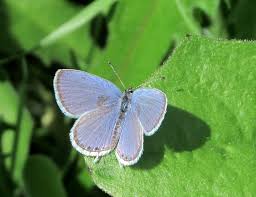 Attēlu rezultāti vaicājumam “Everes argiades underside”