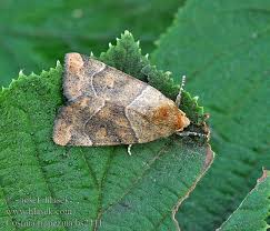 Attēlu rezultāti vaicājumam “Cosmia trapezina”