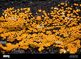 Attēlu rezultāti vaicājumam “Trichia scabra spores”