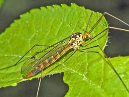 Attēlu rezultāti vaicājumam “Tipulidae female”