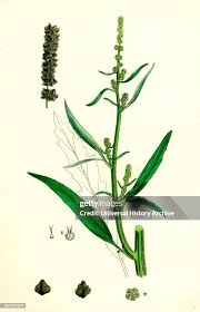 Attēlu rezultāti vaicājumam “Atriplex littoralis”