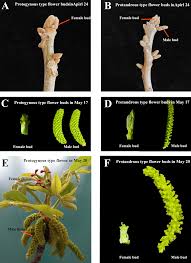 Attēlu rezultāti vaicājumam “Juglans mandshurica female flower”