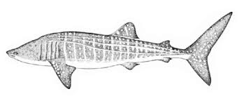 Image result for Paragaleus pectoralis