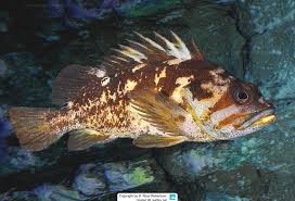 Image result for Sebastes fasciatus