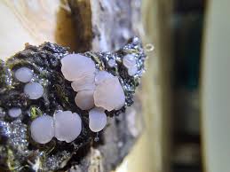 Attēlu rezultāti vaicājumam “Ombrophila violacea spores”