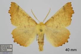 Attēlu rezultāti vaicājumam “Ennomos autumnaria male”