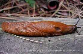 Attēlu rezultāti vaicājumam “Arion rufus”