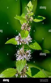 Attēlu rezultāti vaicājumam “Mentha x verticillata leaf”