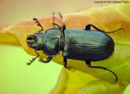 Attēlu rezultāti vaicājumam “Platycerus caraboides”