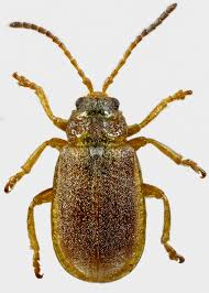 Attēlu rezultāti vaicājumam “Cribraria tenella”