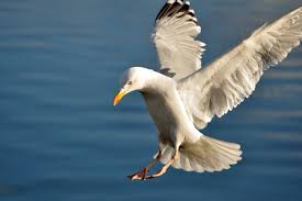 Attēlu rezultāti vaicājumam “Larus argentatus nest”