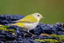 Image result for Vermivora peregrina