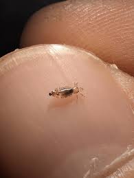 Attēlu rezultāti vaicājumam “Pediculus humanus capitis”