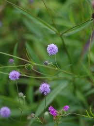 Image result for Succisella inflexa