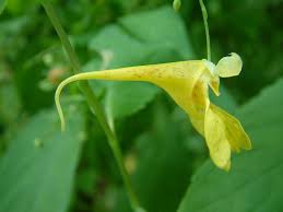 Attēlu rezultāti vaicājumam “Impatiens noli-tangere leaf”