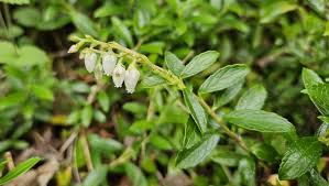 Attēlu rezultāti vaicājumam “Gaultheria cuneata”