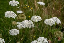 Attēlu rezultāti vaicājumam “Daucus carota subsp. carota leaf”