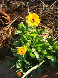 Attēlu rezultāti vaicājumam “Calendula officinalis leaf”