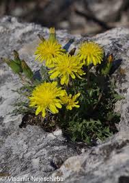 Attēlu rezultāti vaicājumam “Taraxacum suecicum flower”