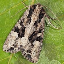 Attēlu rezultāti vaicājumam “Apamea remissa”