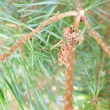 Attēlu rezultāti vaicājumam “Acantholyda posticalis”