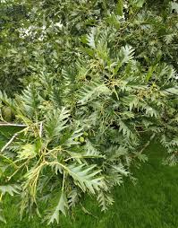 Attēlu rezultāti vaicājumam “Alnus glutinosa leaf”
