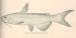 Image result for Ictalurus punctatus