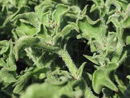 Image result for Neuseeländer Salat