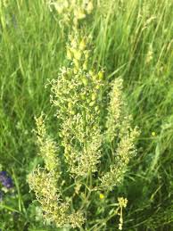Attēlu rezultāti vaicājumam “Silene borysthenica flower”
