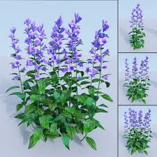 Attēlu rezultāti vaicājumam “Campanula latifolia leaf”