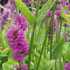 Attēlu rezultāti vaicājumam “Stachys”