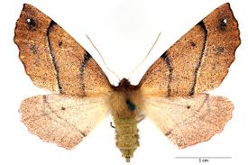 Attēlu rezultāti vaicājumam “Colotois pennaria”