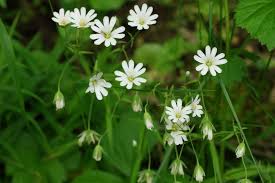 Attēlu rezultāti vaicājumam “Stellaria holostea flower”