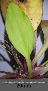 Attēlu rezultāti vaicājumam “Plantago major subsp. intermedia leaf”