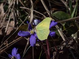 Attēlu rezultāti vaicājumam “Gonepteryx rhamni male”