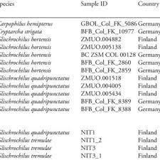 Attēlu rezultāti vaicājumam “Glischrochilus quadripunctatus imago”