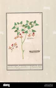 Attēlu rezultāti vaicājumam “Epimedium alpinum  flower”