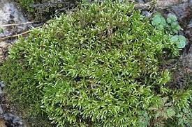 Attēlu rezultāti vaicājumam “Brachythecium rivulare”