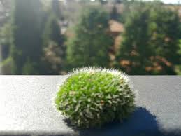 Attēlu rezultāti vaicājumam “Grimmia pulvinata sporophyte”