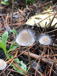 Attēlu rezultāti vaicājumam “Spinellus fusiger”