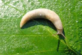 Attēlu rezultāti vaicājumam “Malacolimax tenellus”