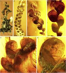 Attēlu rezultāti vaicājumam “Jungermannia sphaerocarpa”