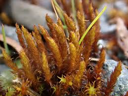 Attēlu rezultāti vaicājumam “Didymodon fallax var. brevifolius”