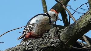 Attēlu rezultāti vaicājumam “Dendrocopos medius”