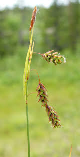 Attēlu rezultāti vaicājumam “Carex paupercula”