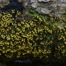 Attēlu rezultāti vaicājumam “Physarum viride var. aurantium spores”