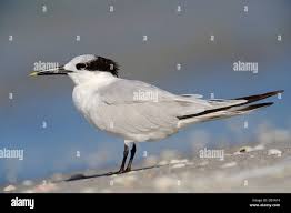 Attēlu rezultāti vaicājumam “Sterna sandvicensis”