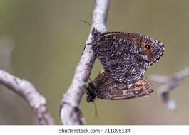 Attēlu rezultāti vaicājumam “Oeneis jutta”