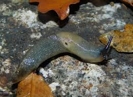 Attēlu rezultāti vaicājumam “Krynickillus melanocephalus”